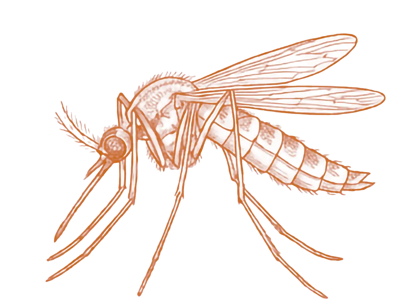Mosquitoes