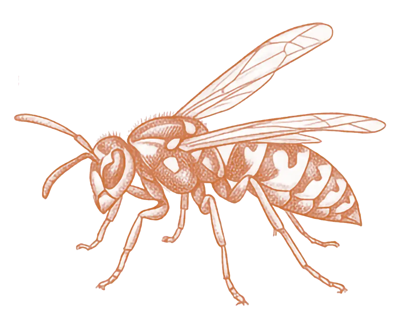 Wasps